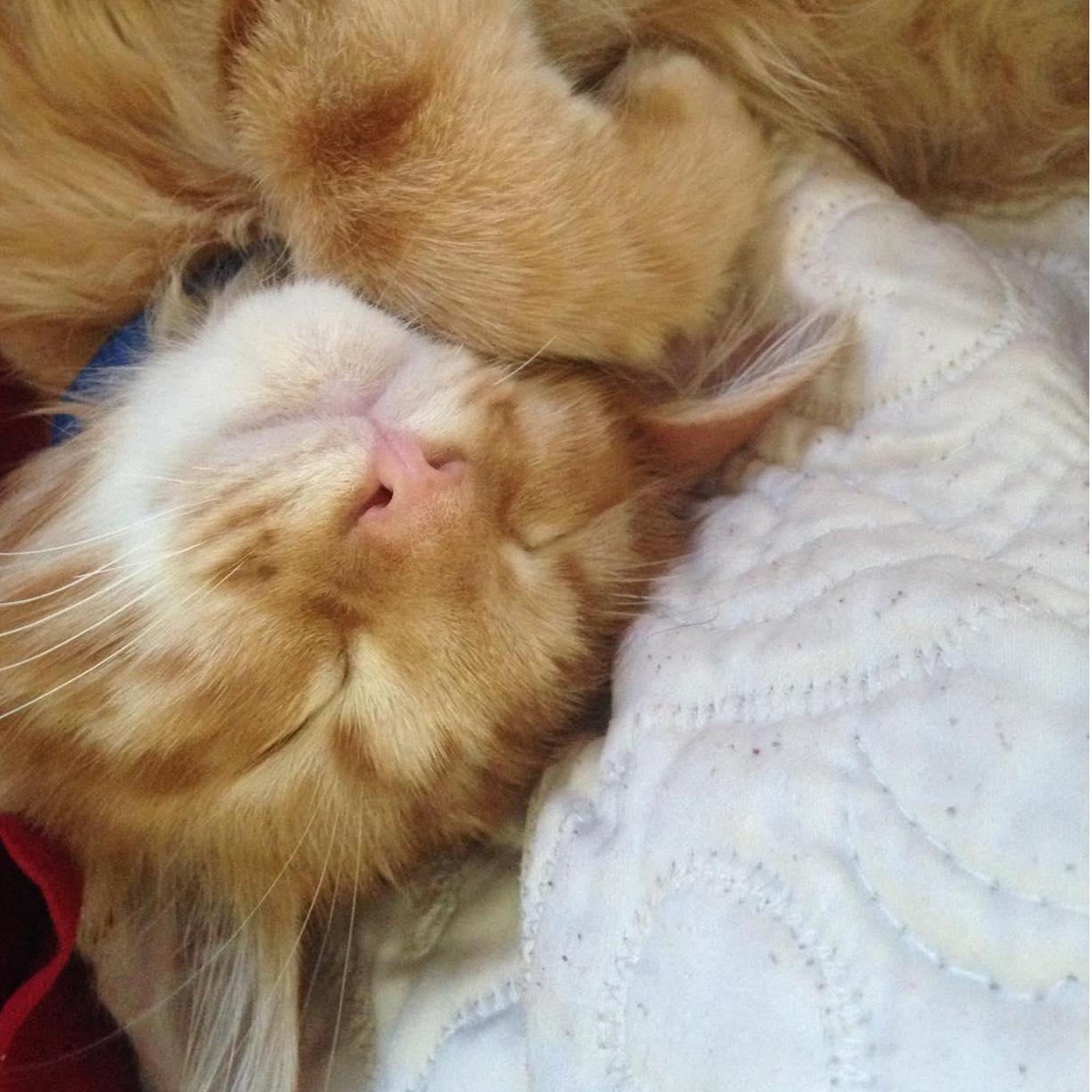 Charlie, our first kitten together. Charlie taught us a lot about love, life, and grief. He is in our hearts always.