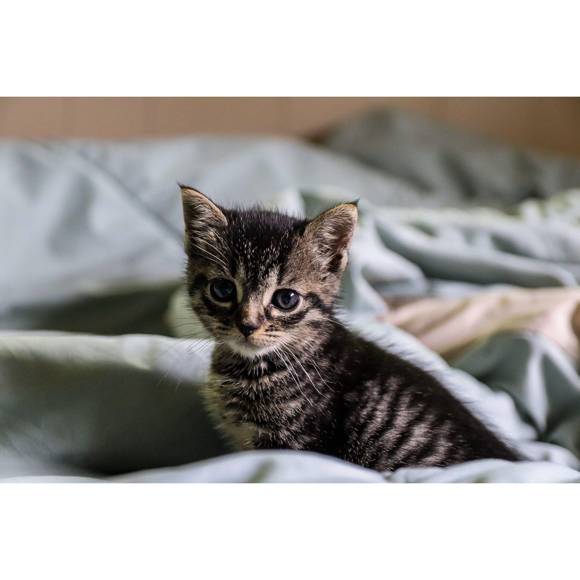 The first baby, Punky. Punky was found by a family friend in a log with her siblings abandoned by mom in 2019. Ricky and Toni adopted her at a few weeks old. She is also Ricky's first cat.