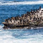 La Jolla Cove