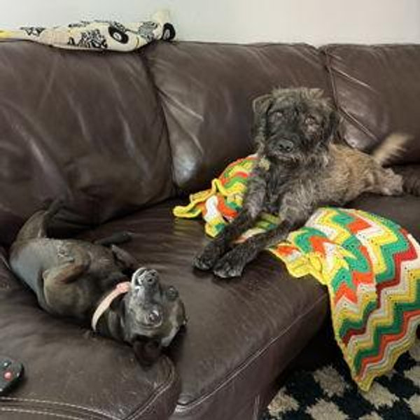 Pet Sitter For Our Honeymoon