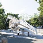 Santa Barbara Museum of Natural History
