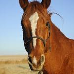 Horseback riding