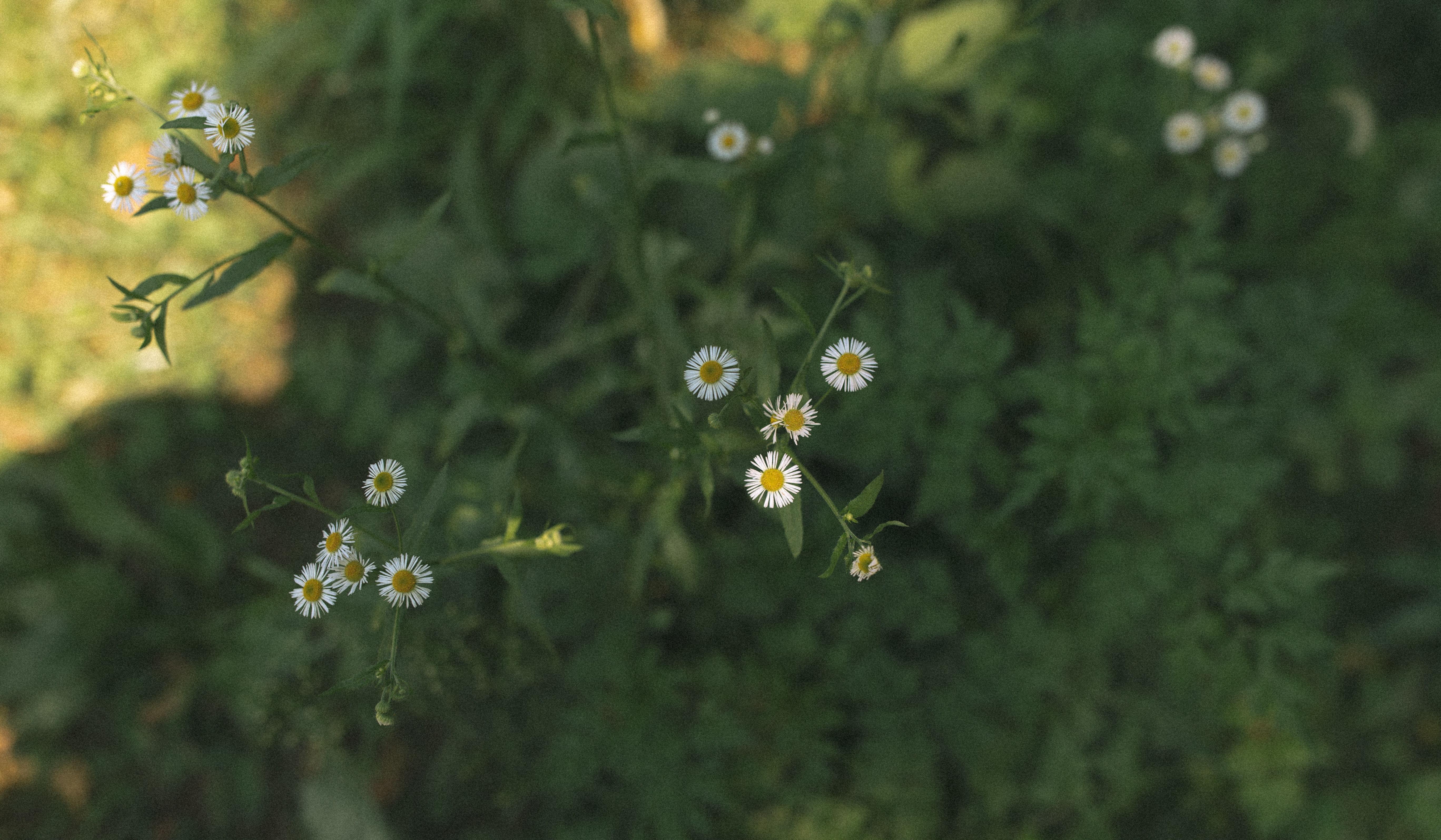 Footer image