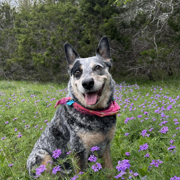 Bo's Vet Bills
