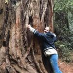 Armstrong Redwoods State Natural Reserve