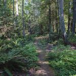 Dog Woods of Guemes