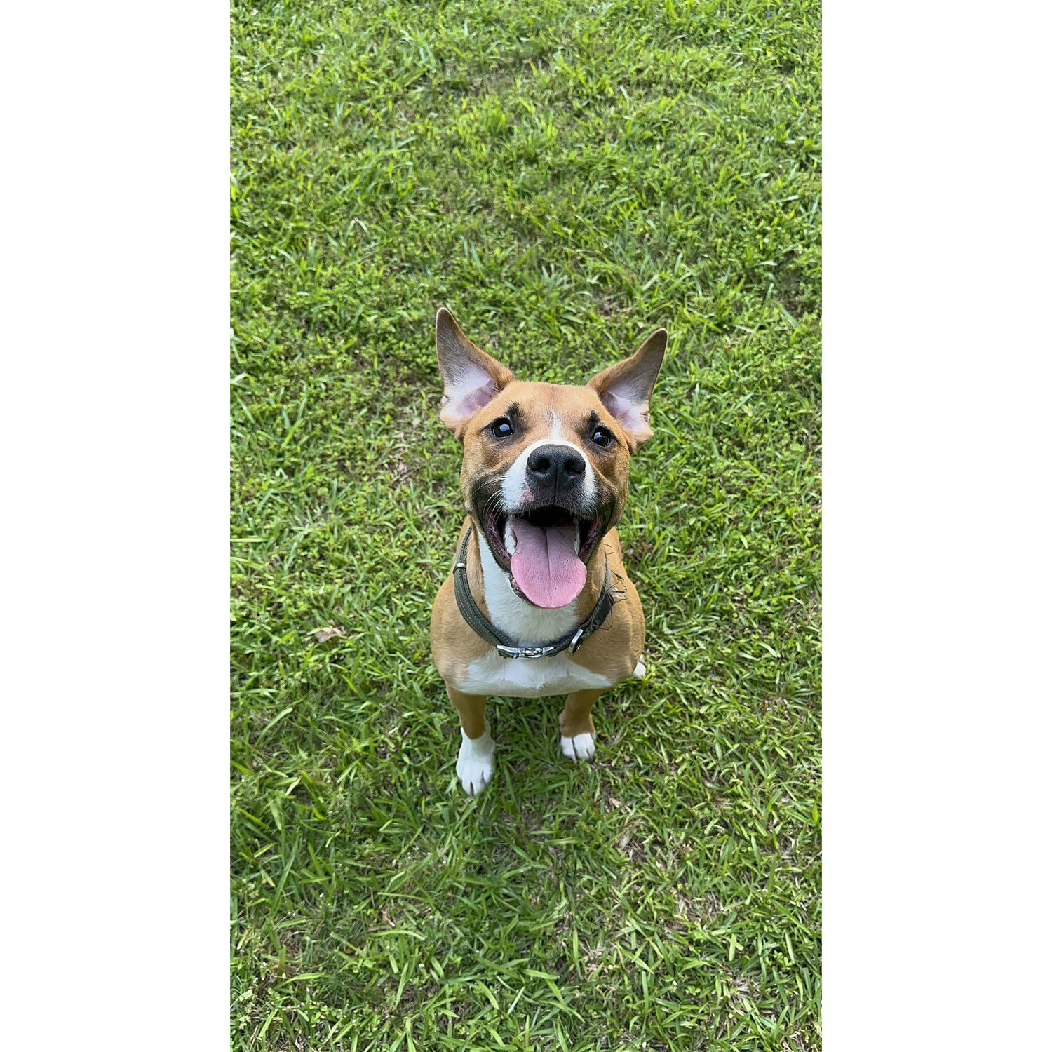 we got milo together after being together two months and he is our whole world
