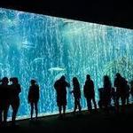 Monterey Bay Aquarium
