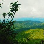 Ziplining in the Rainforest