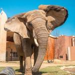 Toledo Zoo