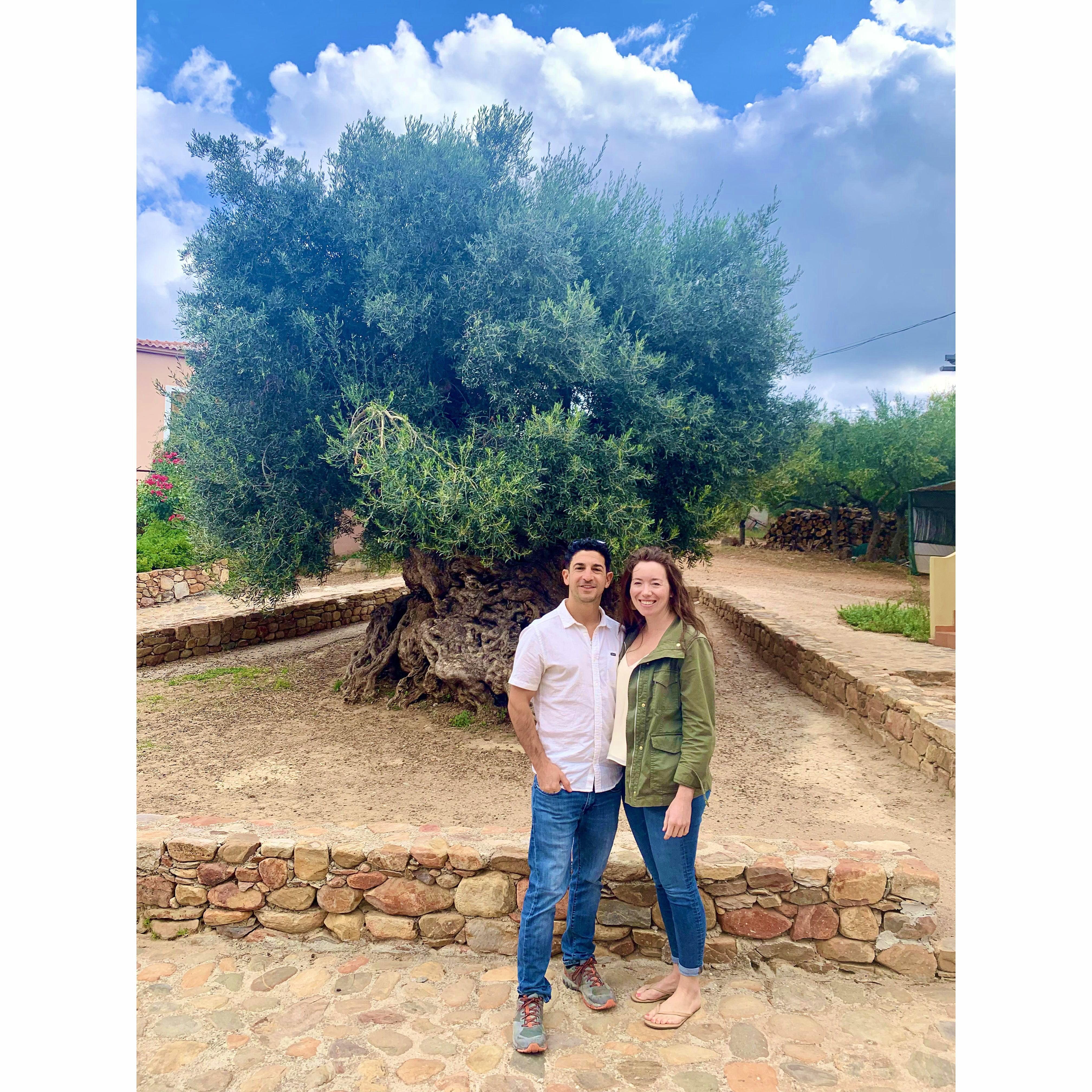 "Olive you to the end of time"
Wine & olive oil tasting tour, Crete.