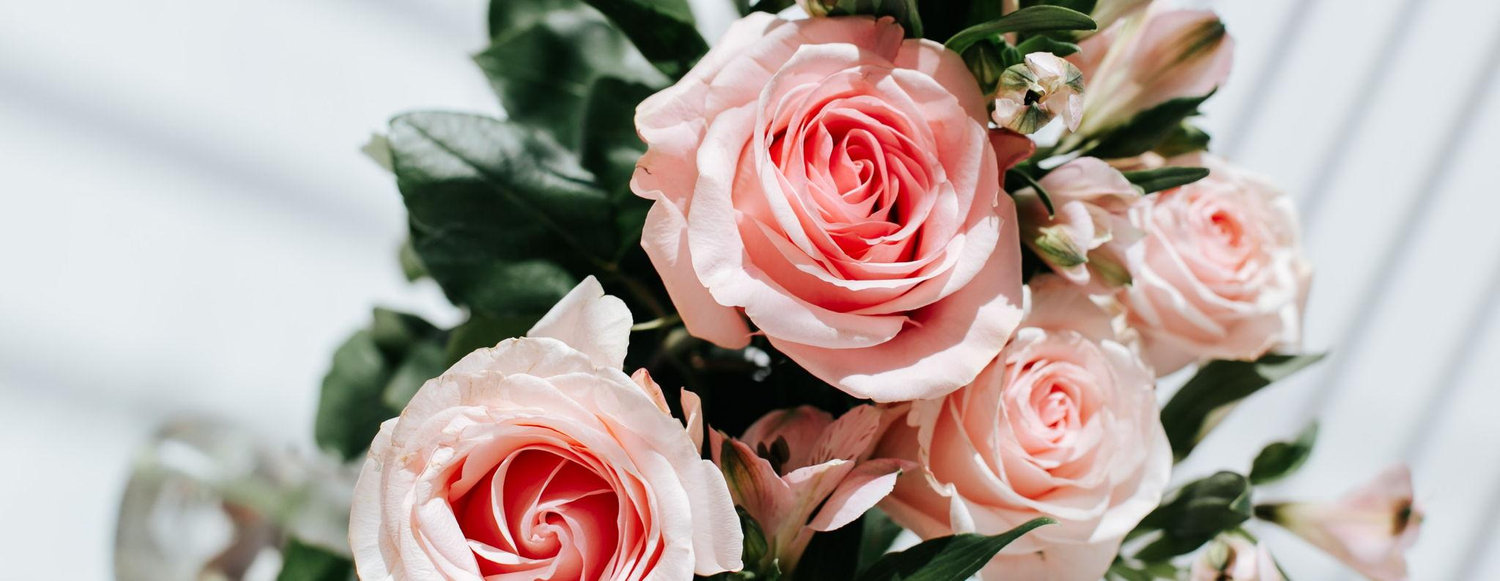The Wedding Website of Halie Hellewell and Caleb Haugen