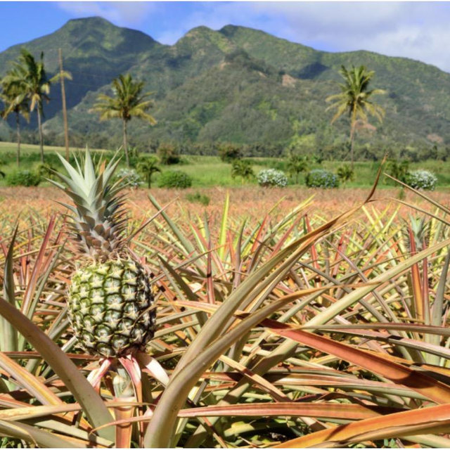 Maui Pineapple Farm Tour