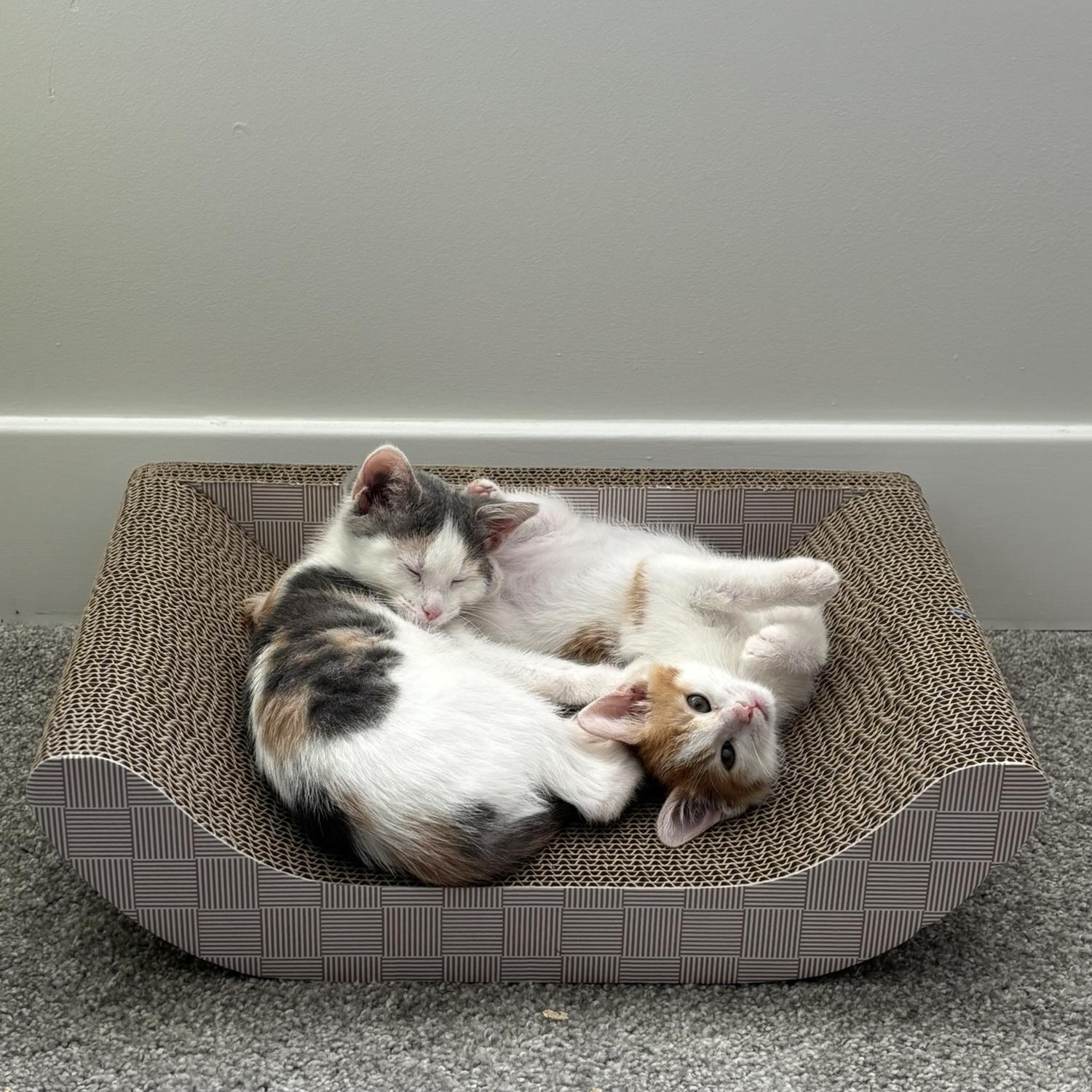 Our girls Frankie & Olive