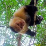 Monkey Island