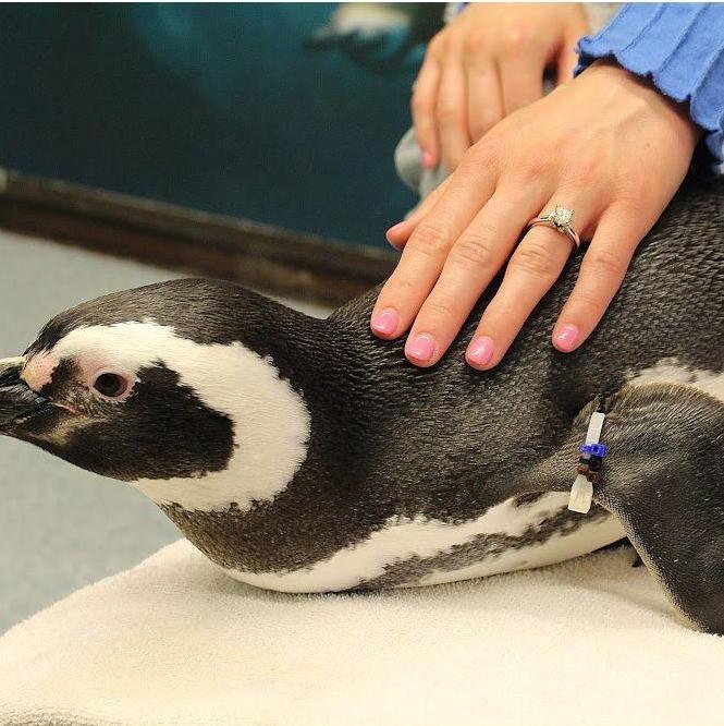 He proposed at the Shedd Aquarium, with penguins!