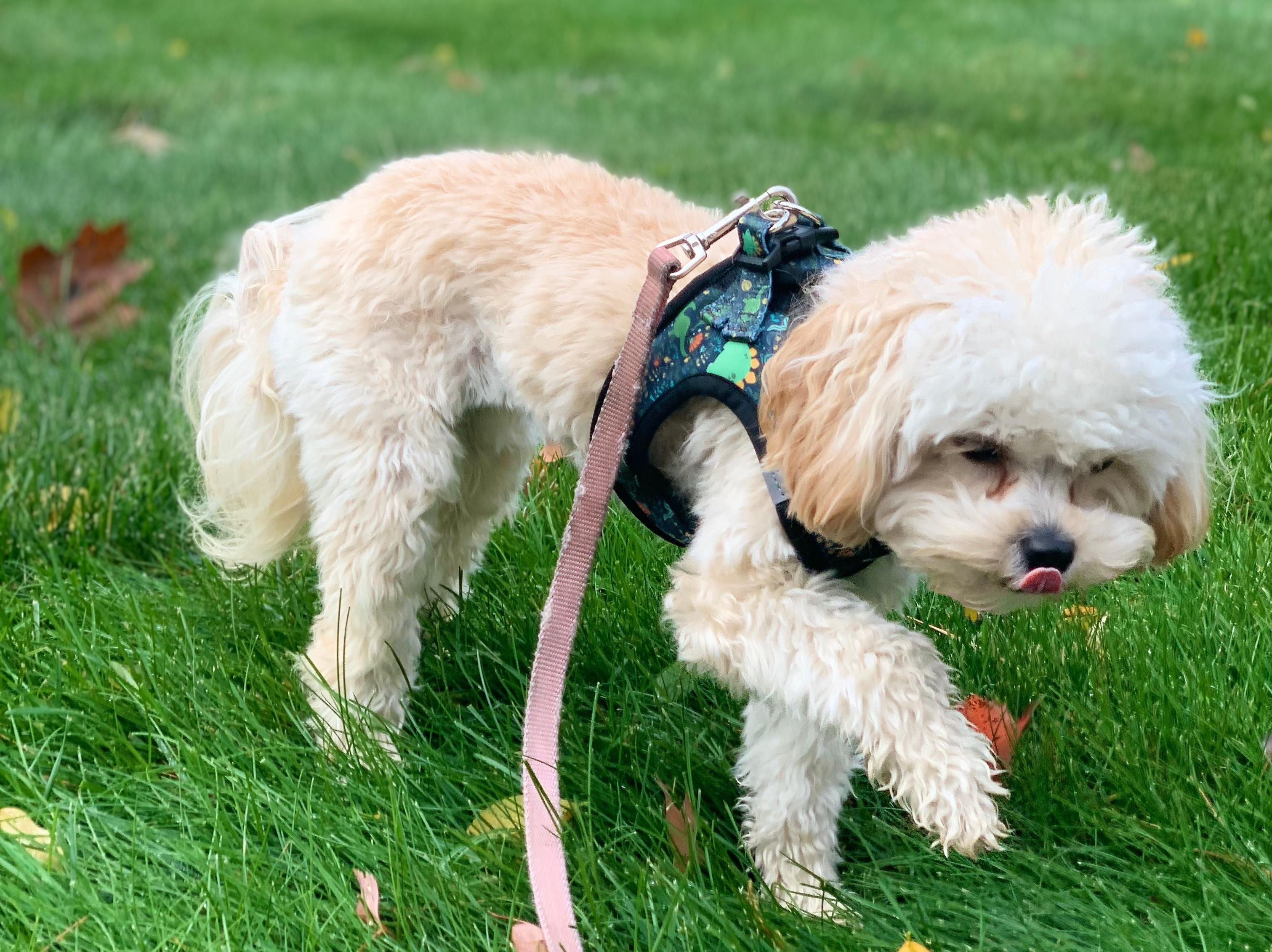 The Wedding Website of Sonja Kiser Eliason and Max Adam Friedman