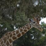 Giraffe Ranch