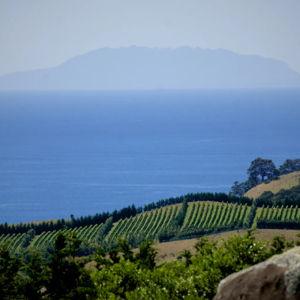 Wine Tasting on Waiheke Island