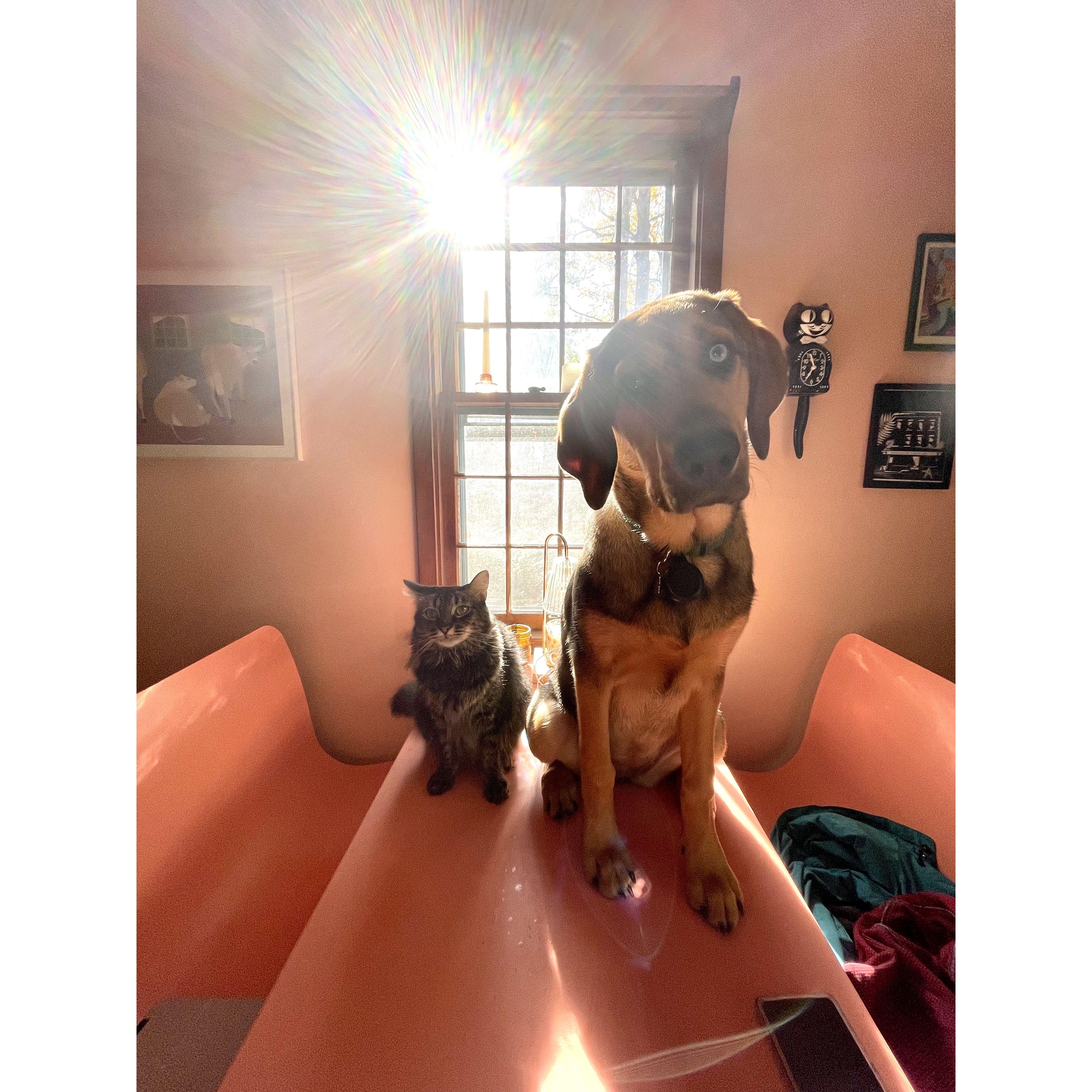 Ladybird and Cairo