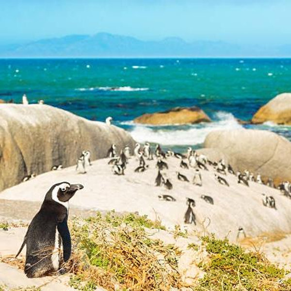 Full Day Cape Peninsula Tour