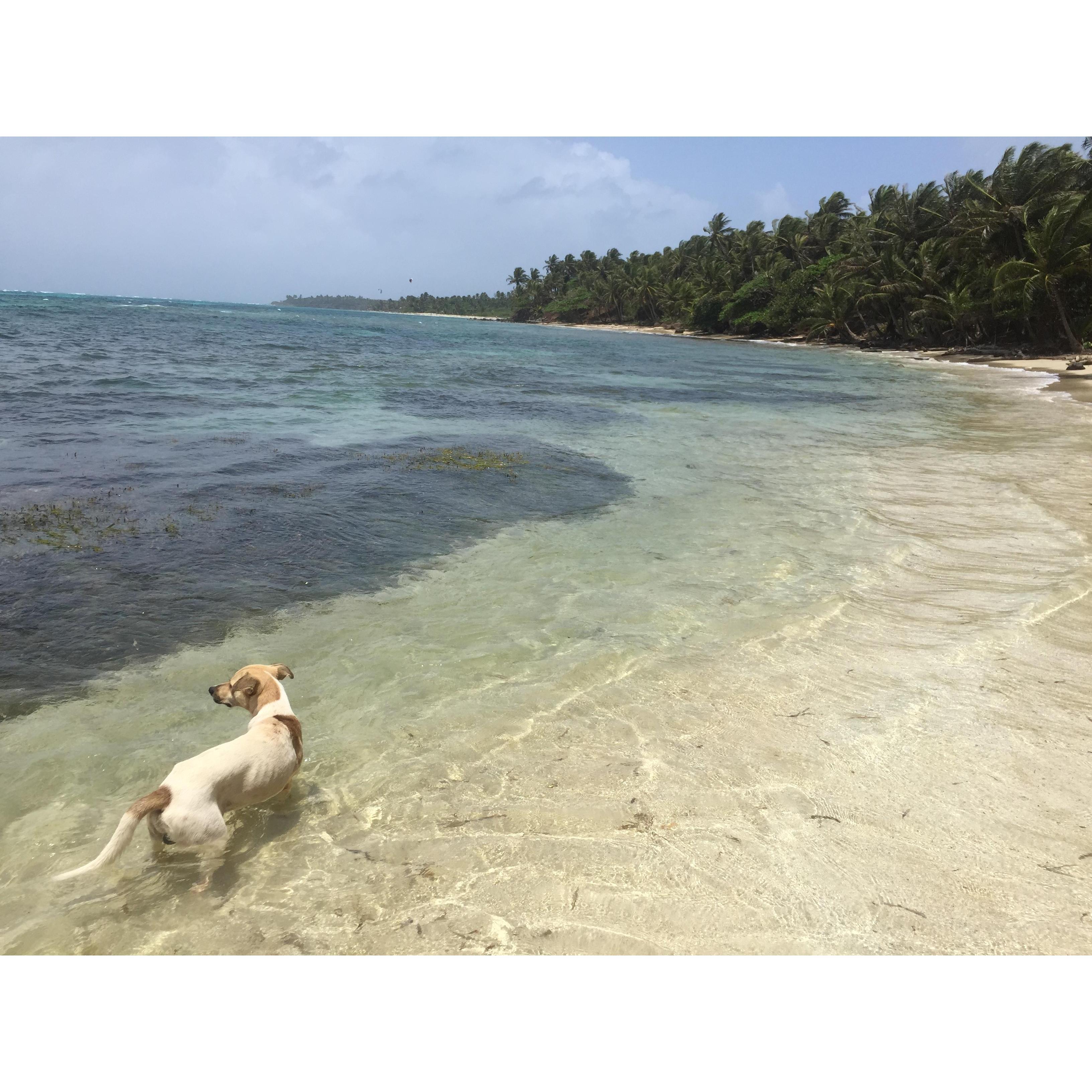 Just a taste of the jungle lined clear waters of Little Corn Island beaches