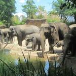 Saint Louis Zoo