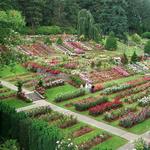 International Rose Test Garden