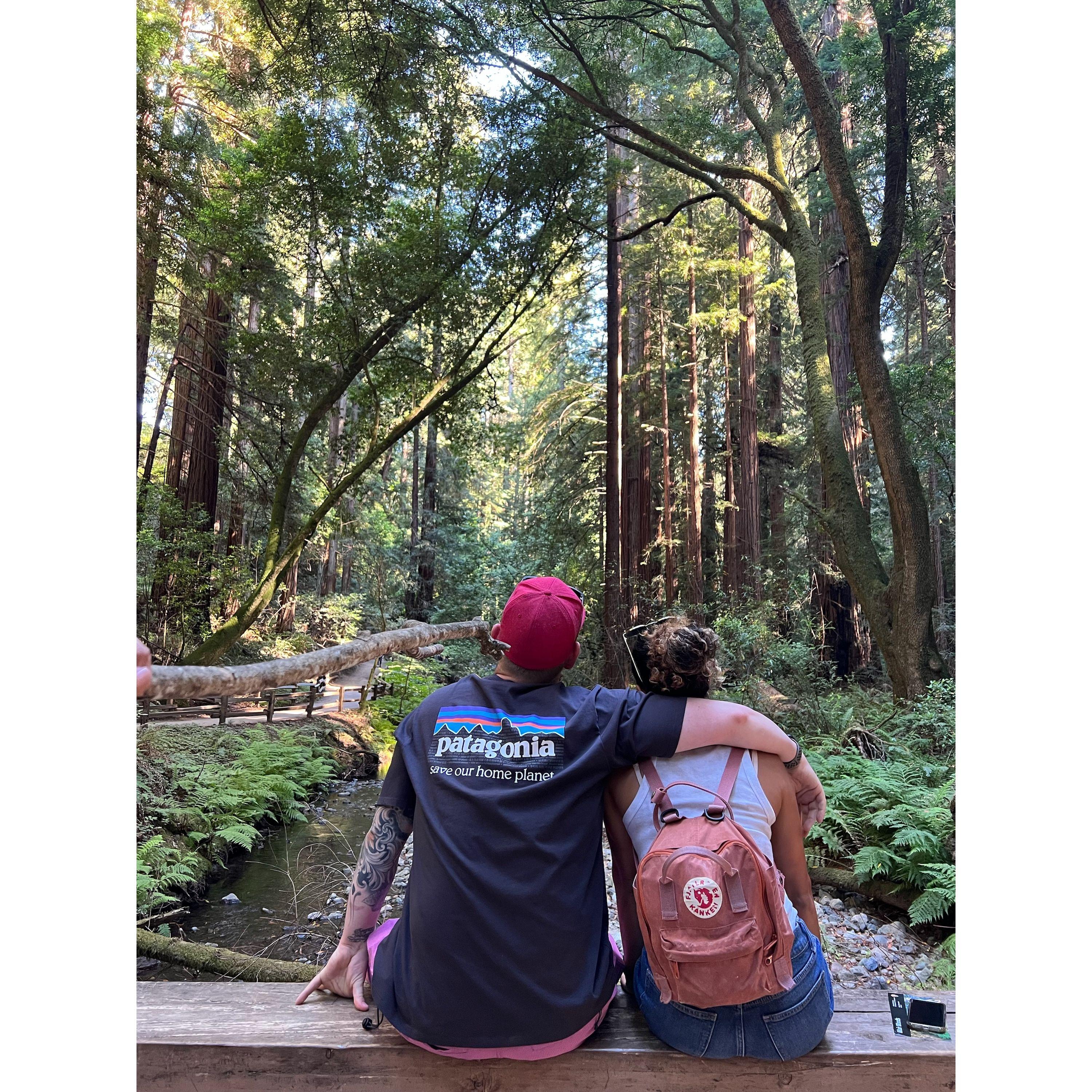 Tree gazing in California's Redwood National Park