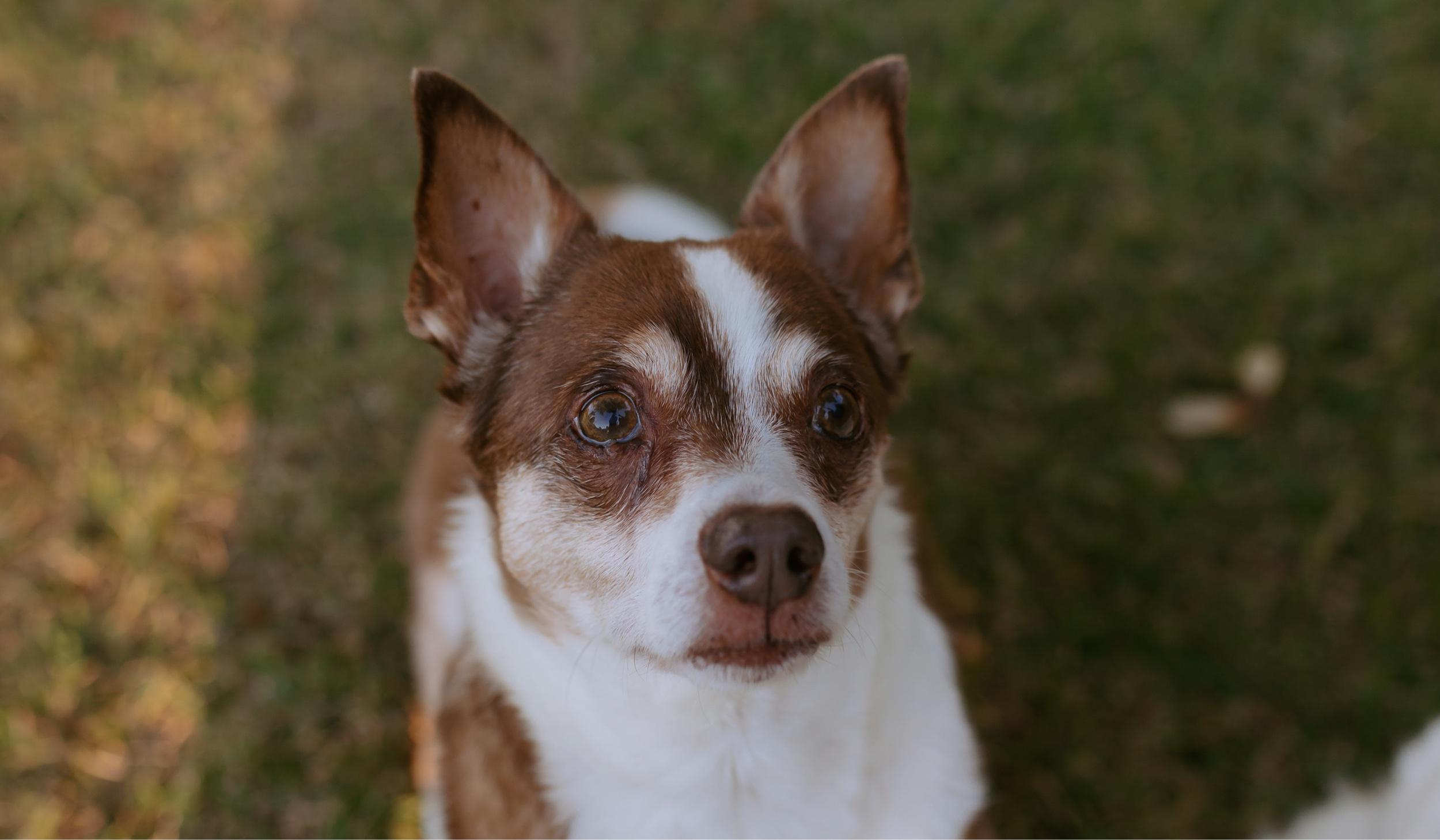 The Wedding Website of Sarai Gutierrez and Sakri Kmimech