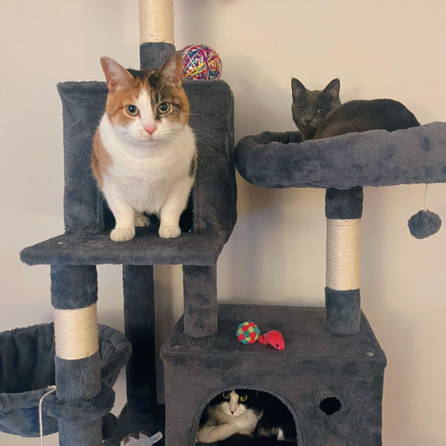 Year's Supply Of Pet Treats