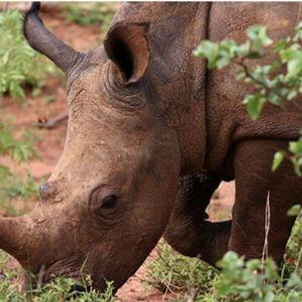 Rhino Walk in Mosi-oa Tunya National Park