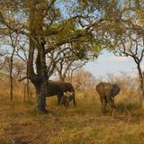 Kruger National Park