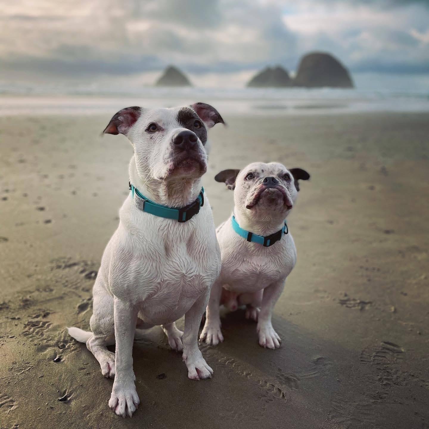Riley and Wallace at the Oregon Coast, February 2021