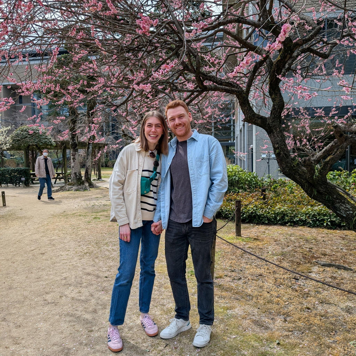cherry blossoms in Hiroshima