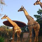 Sao Paulo zoo