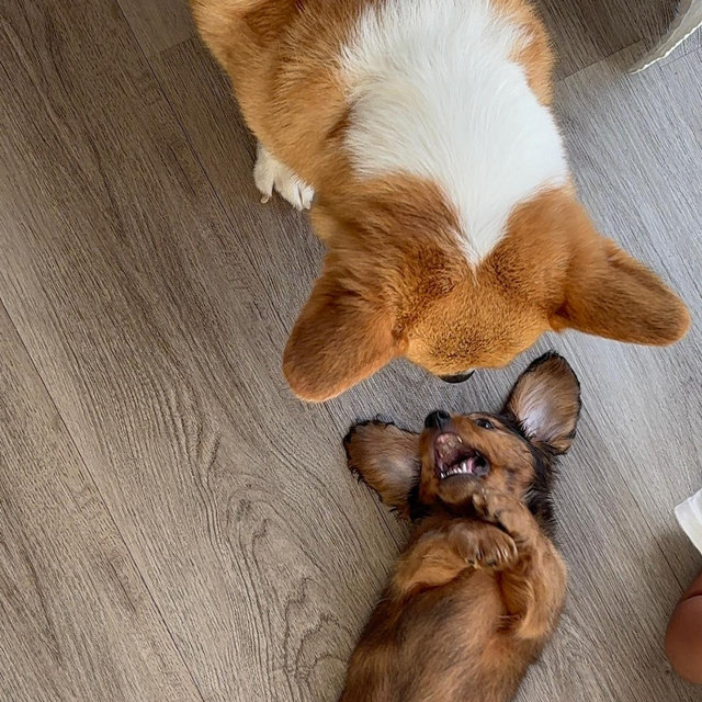 Pet Treat Supply