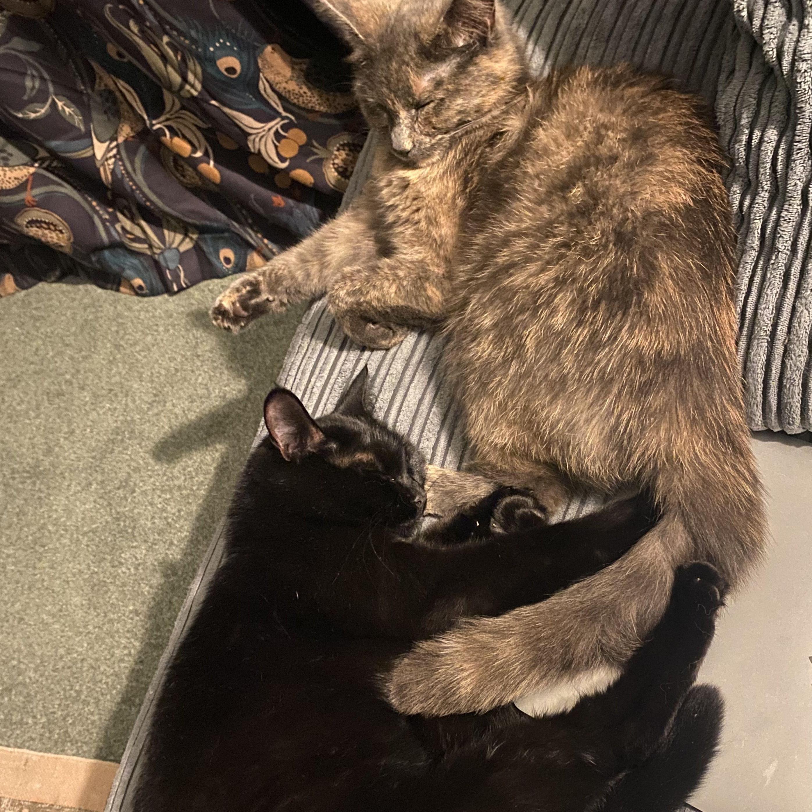 The sisters, all grown up!