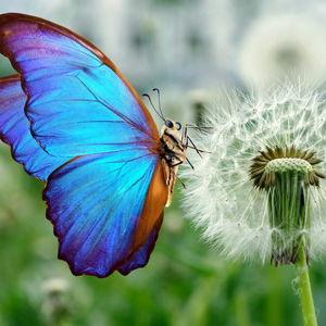 Butterfly Pavilion Membership