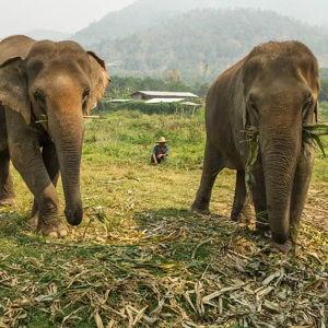 Elephant Sanctuary Visit, Chiang Mai, Thailand