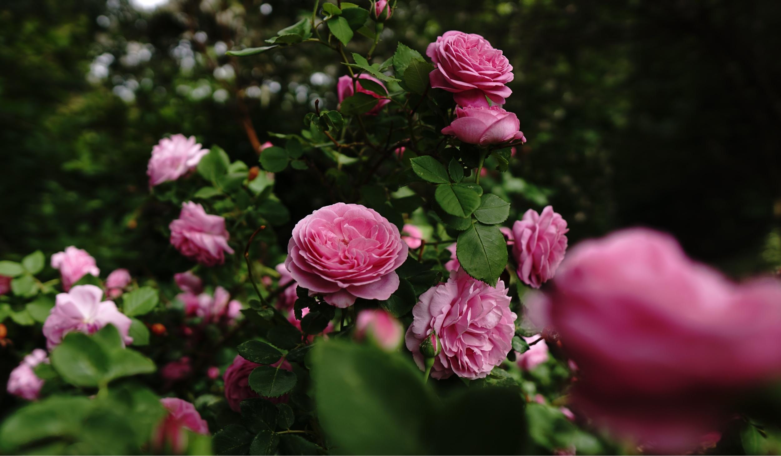 5da5383f-d1c1-4e67-be25-030d36b09da8