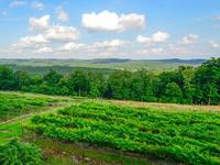 Stony Mountain Vineyards