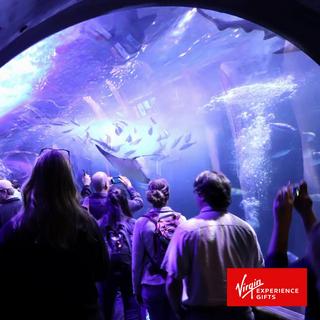 VIP Adventure at the Aquarium of the Bay - San Francisco