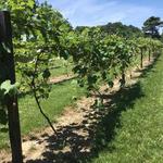 Windmill Creek Vineyard & Winery