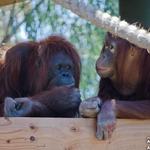 Phoenix Zoo