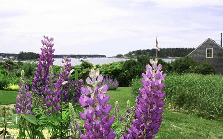 The Wedding Website of Celestine Sophia Sherry and Alexander Richard Romac