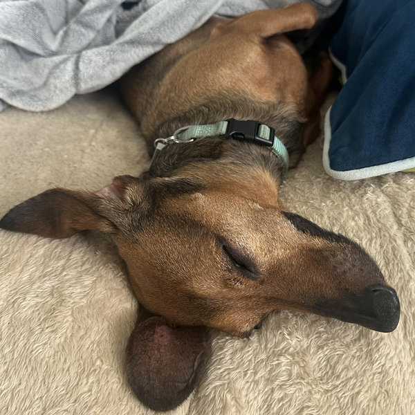 Mister’s Stay with Dog-sitter For Our Honeymoon