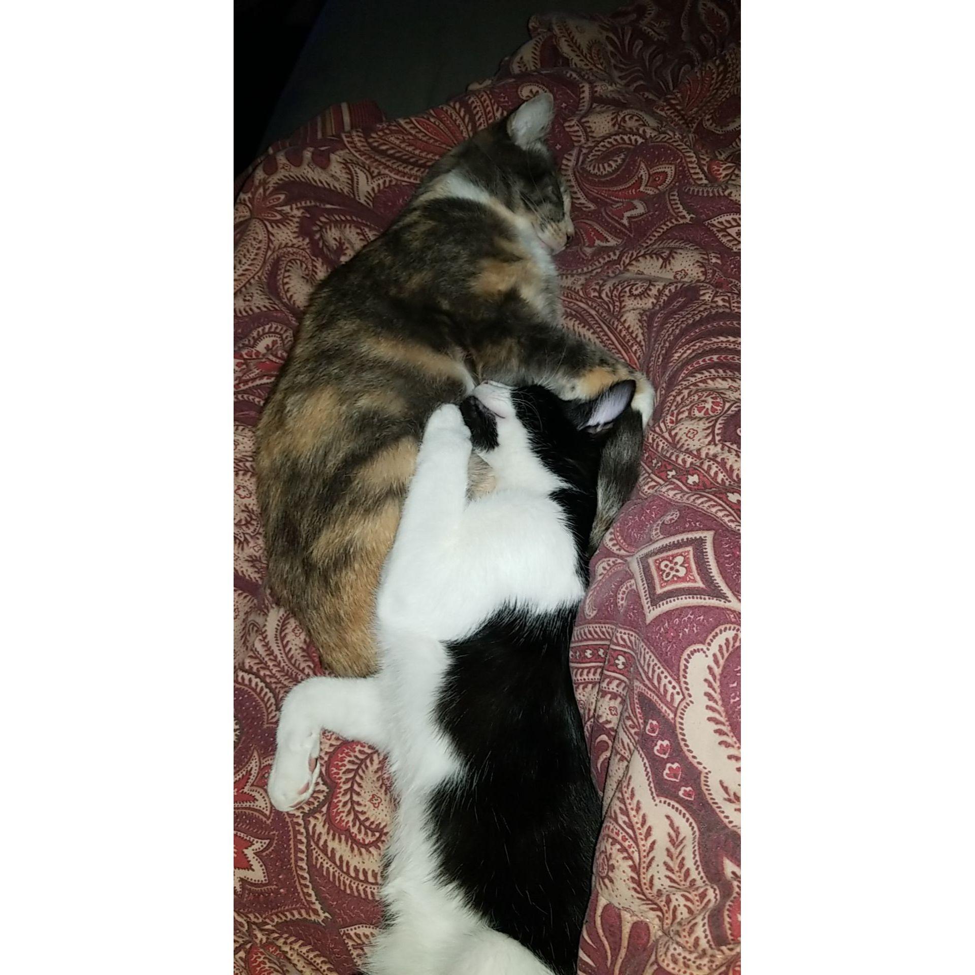 Our two kitties! <3 Calico is Gato (6 years old) and black/white is Phoebe (9 months)
