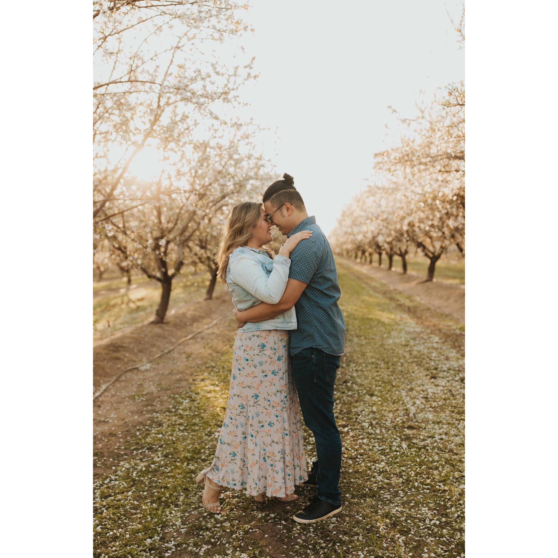 Almond Orchard — Modesto, CA