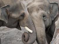 Oregon Zoo